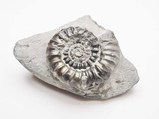 Gagaticeras Gagateum