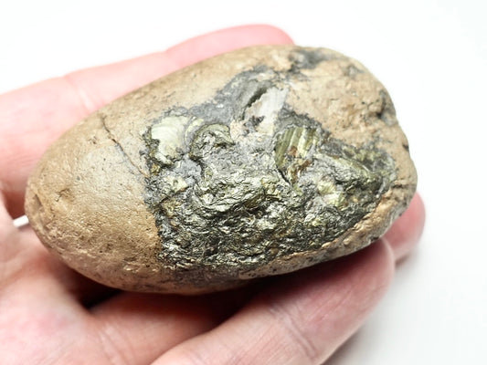 Coprolite