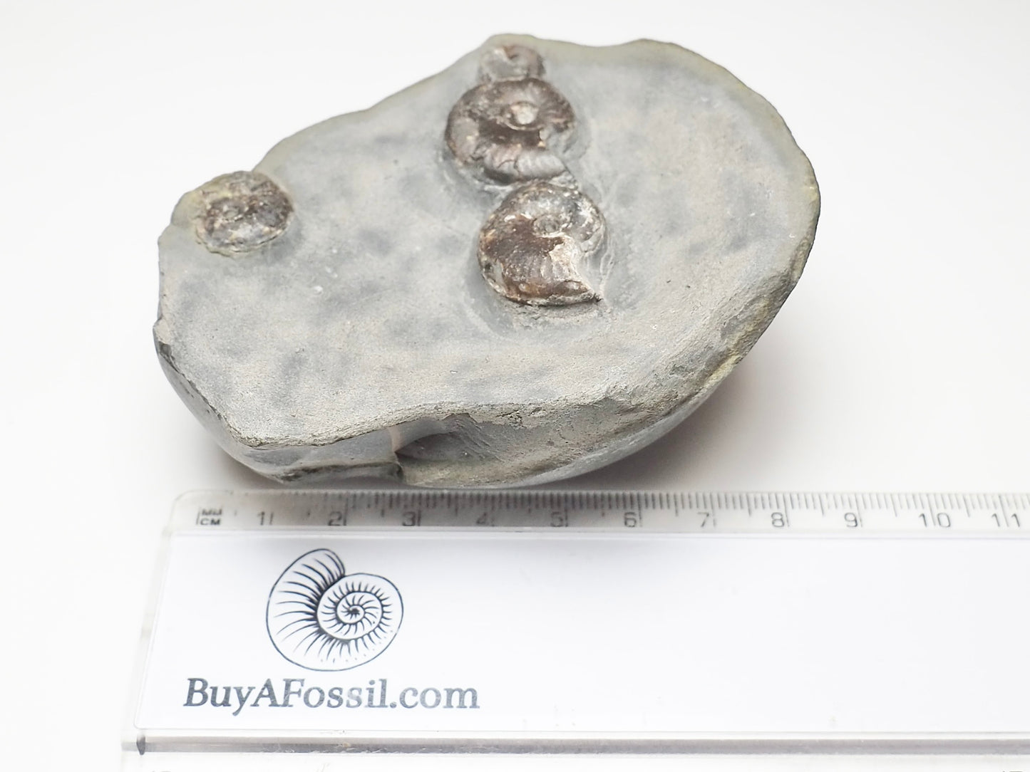 Eleganticeras Elegantulum