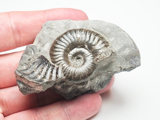 Grammoceras Thouarense