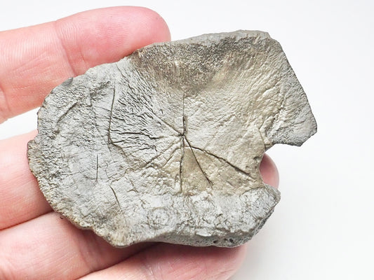 Ichthyosaur Paddle Bone