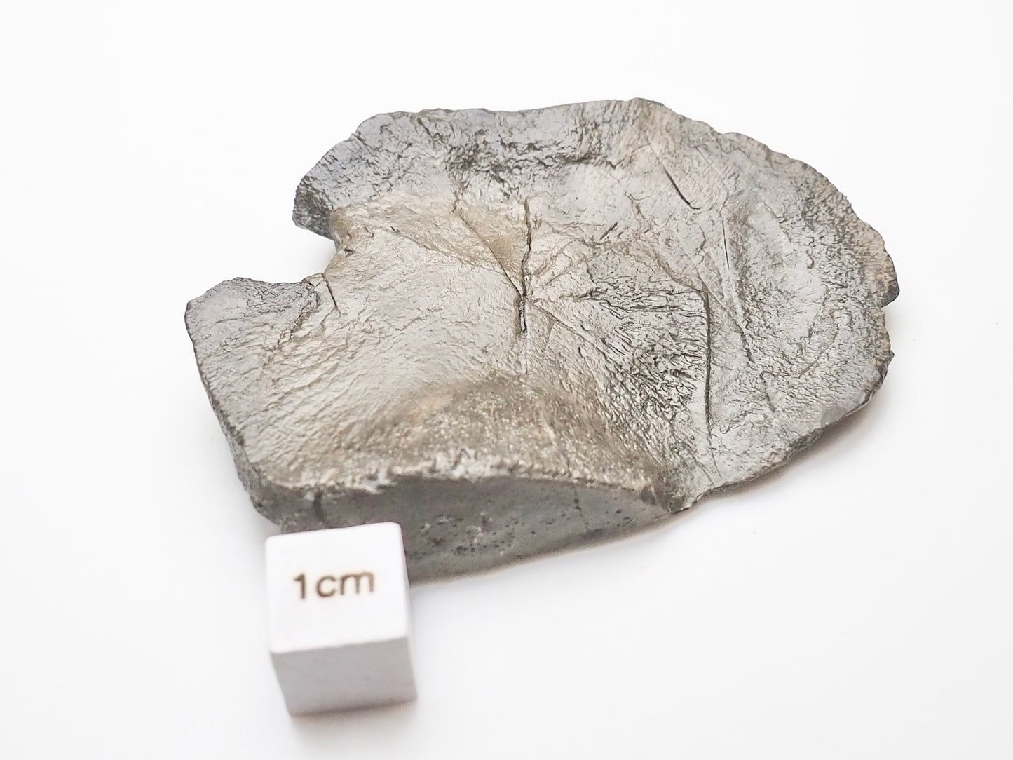 Ichthyosaur Paddle Bone