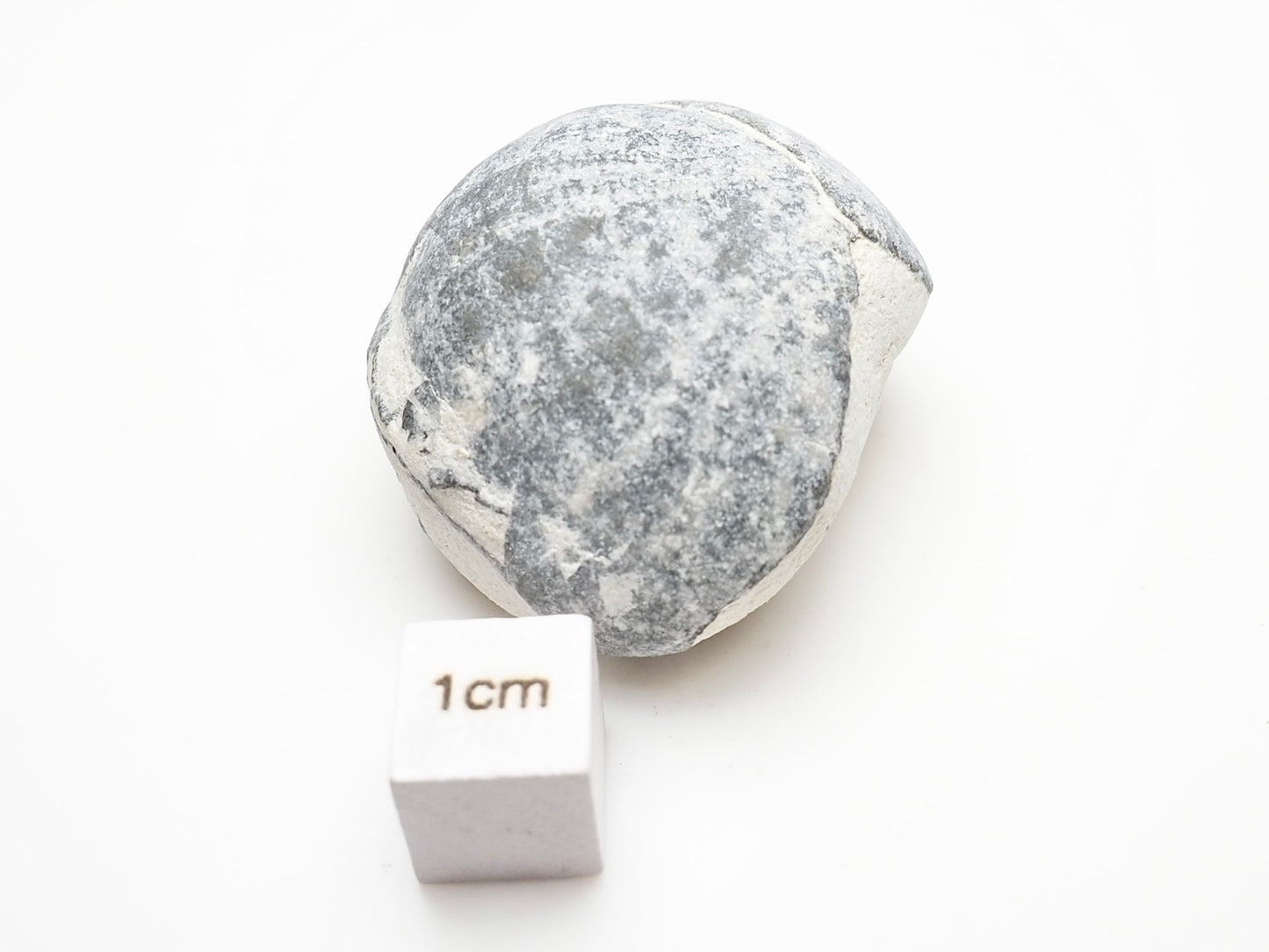 Fossil Sea Urchin, Yorkshire Coast