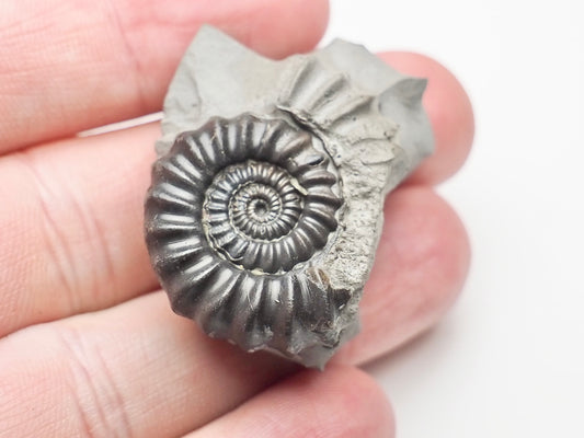 Gagaticeras Gagateum