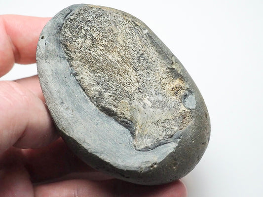 Ichthyosaur Neural Arch