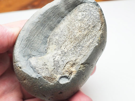 Ichthyosaur Neural Arch