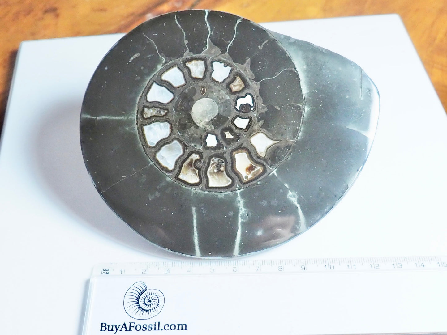 Hildoceras Cut & Polished