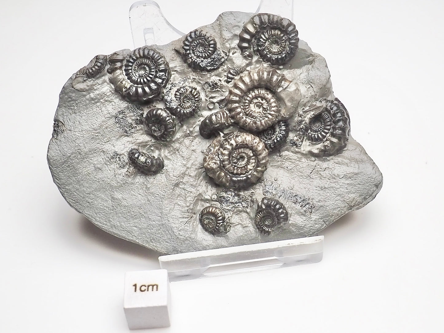 Gagaticeras Gagateum Cluster