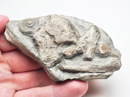 Ichthyosaur Bone Block