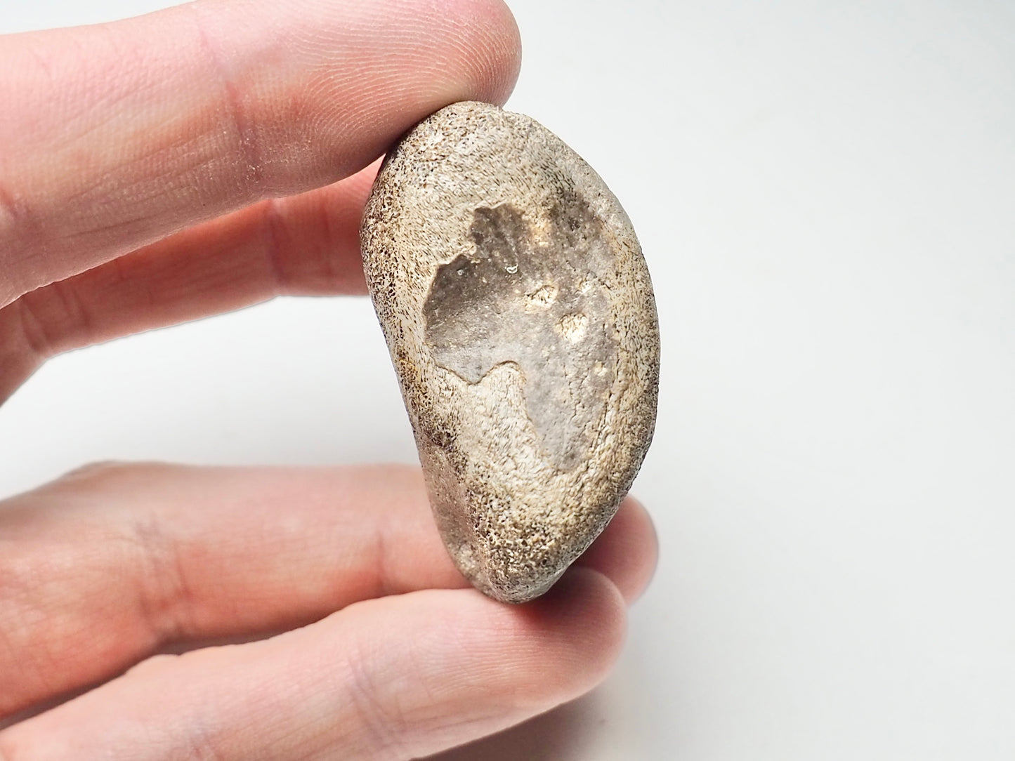 Partial Ichthyosaur Vertebra - Pick N Mix