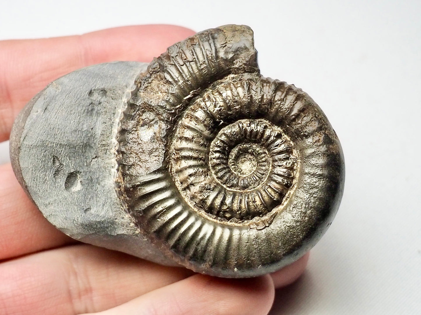 Porpoceras vortex