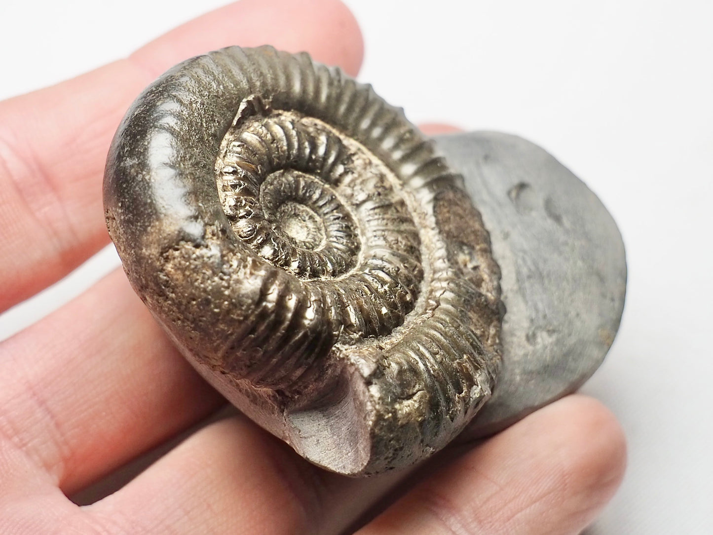 Porpoceras vortex