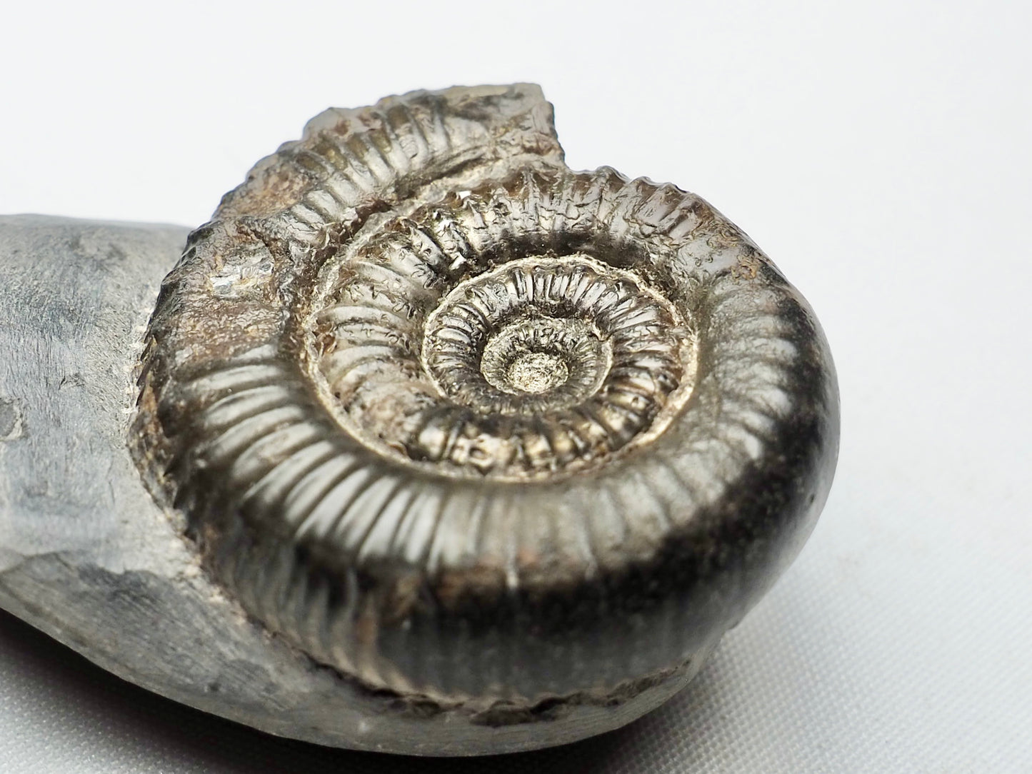 Porpoceras vortex