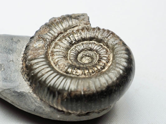 Porpoceras vortex