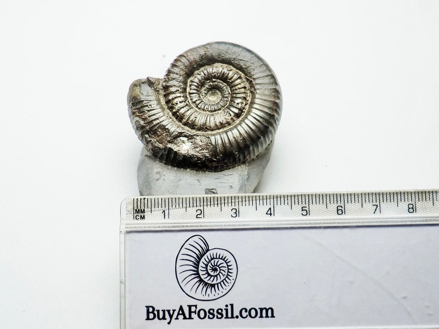 Porpoceras vortex