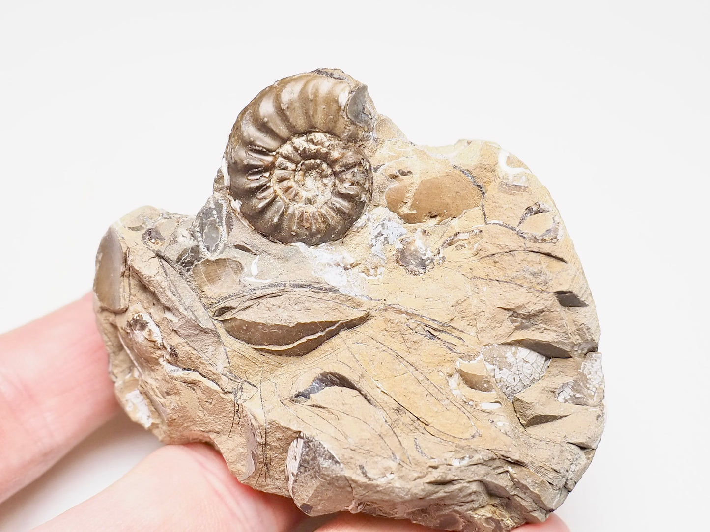 Amaltheus Ammonite CutBase