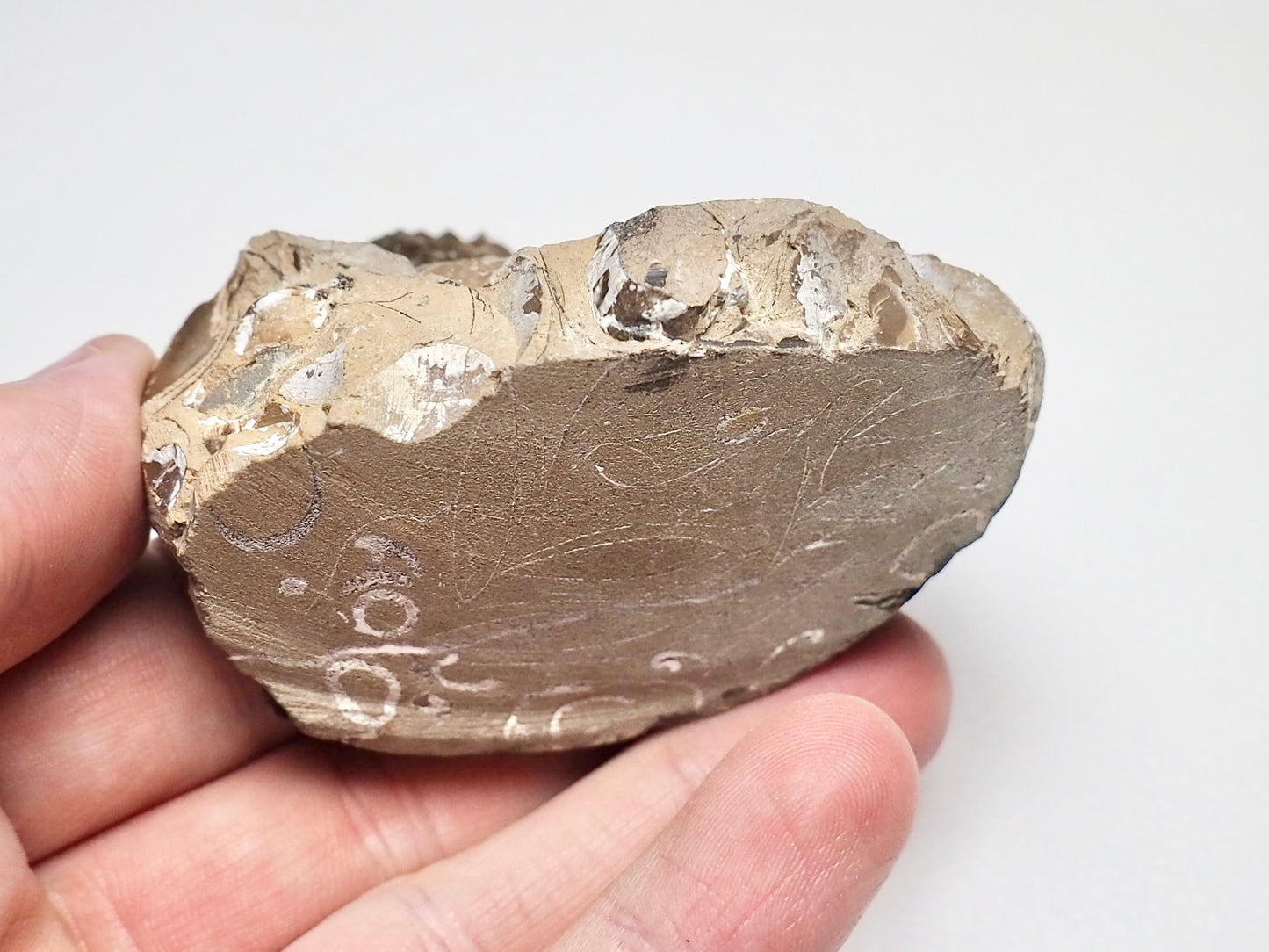 Amaltheus Ammonite CutBase