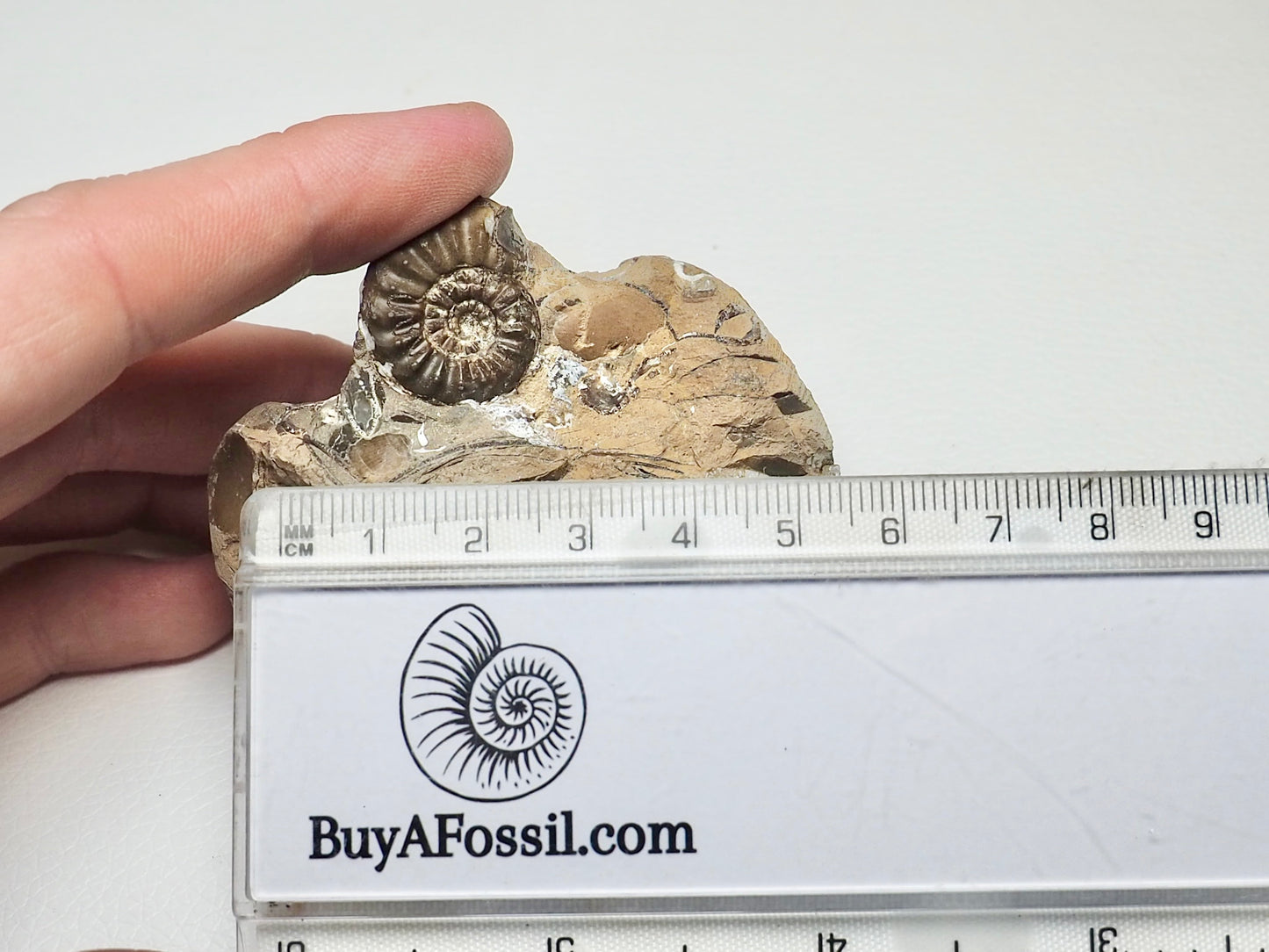 Amaltheus Ammonite CutBase