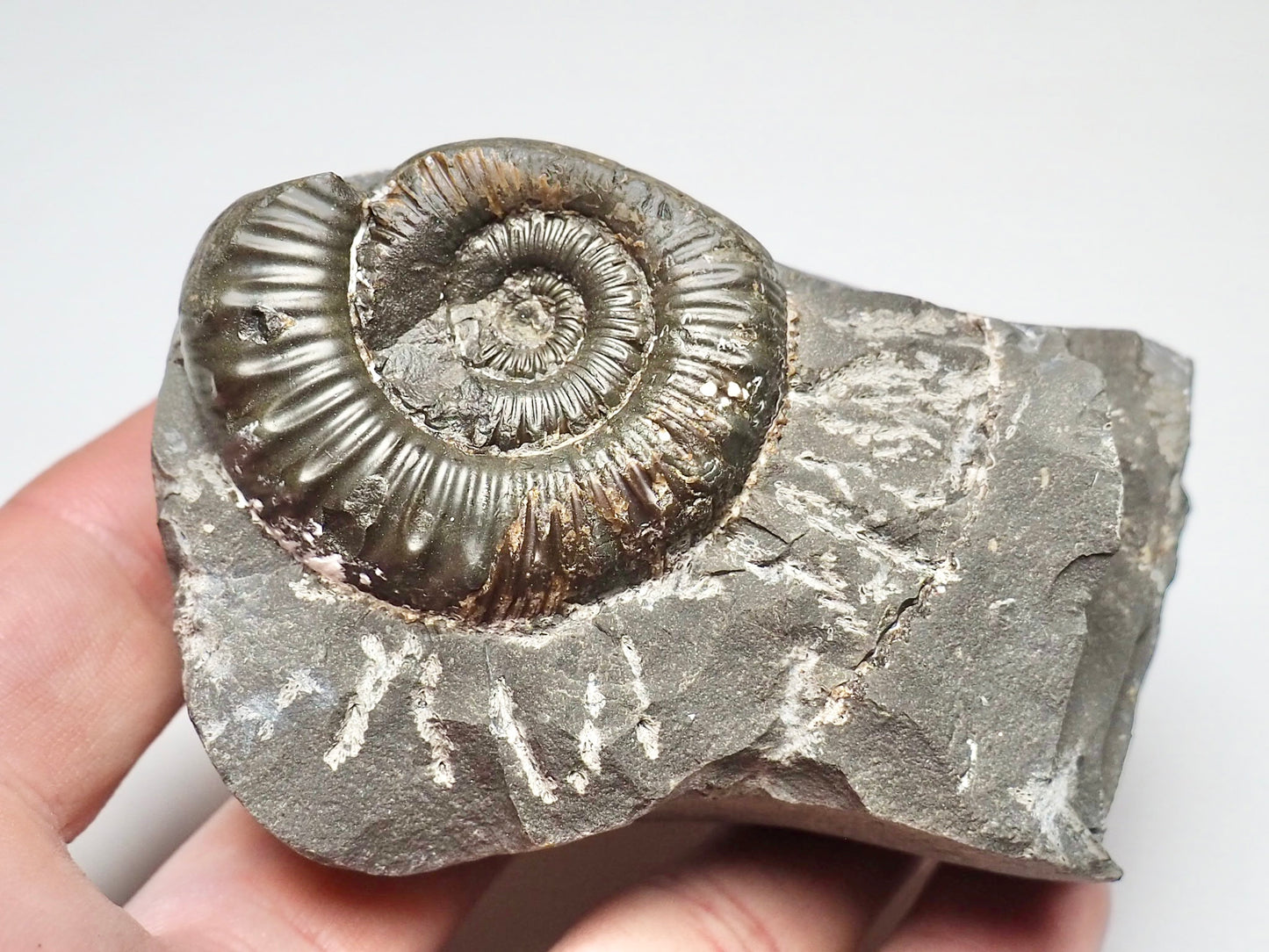 Porpoceras vortex