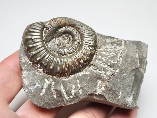 Porpoceras vortex