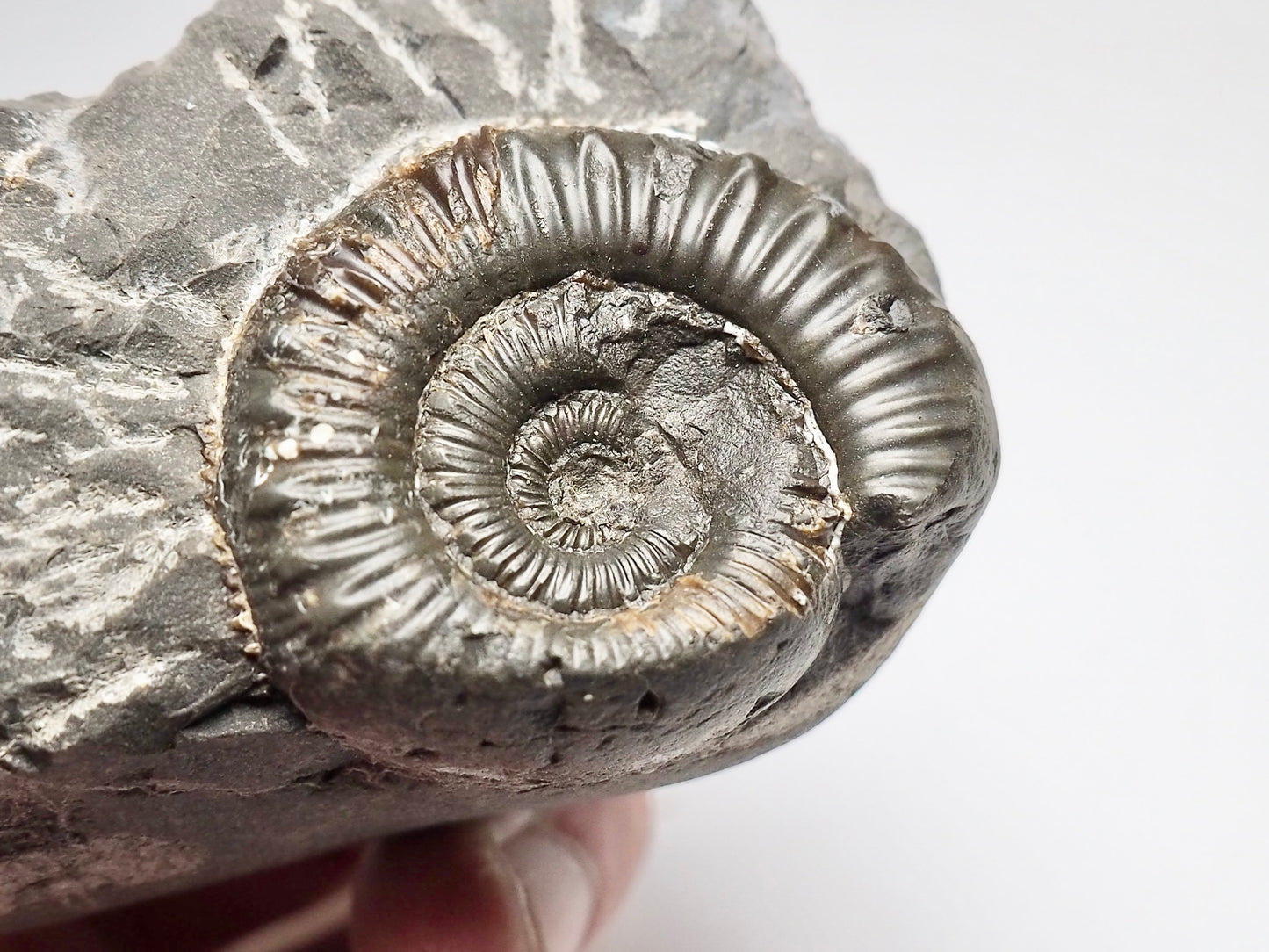 Porpoceras vortex