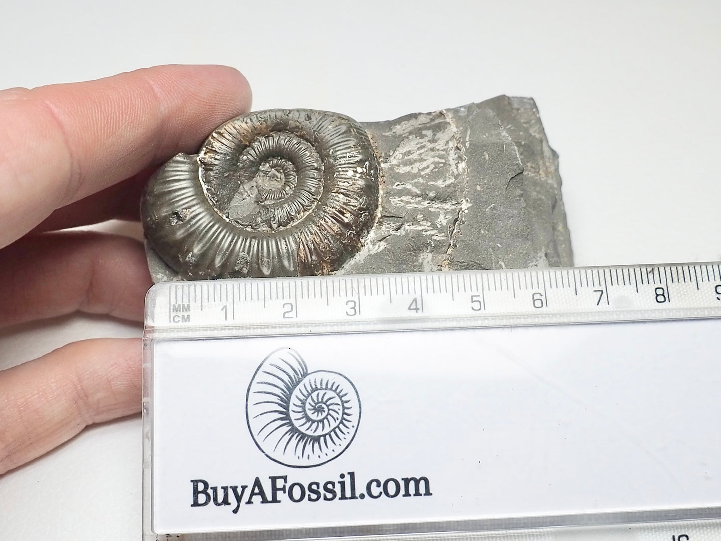 Porpoceras vortex