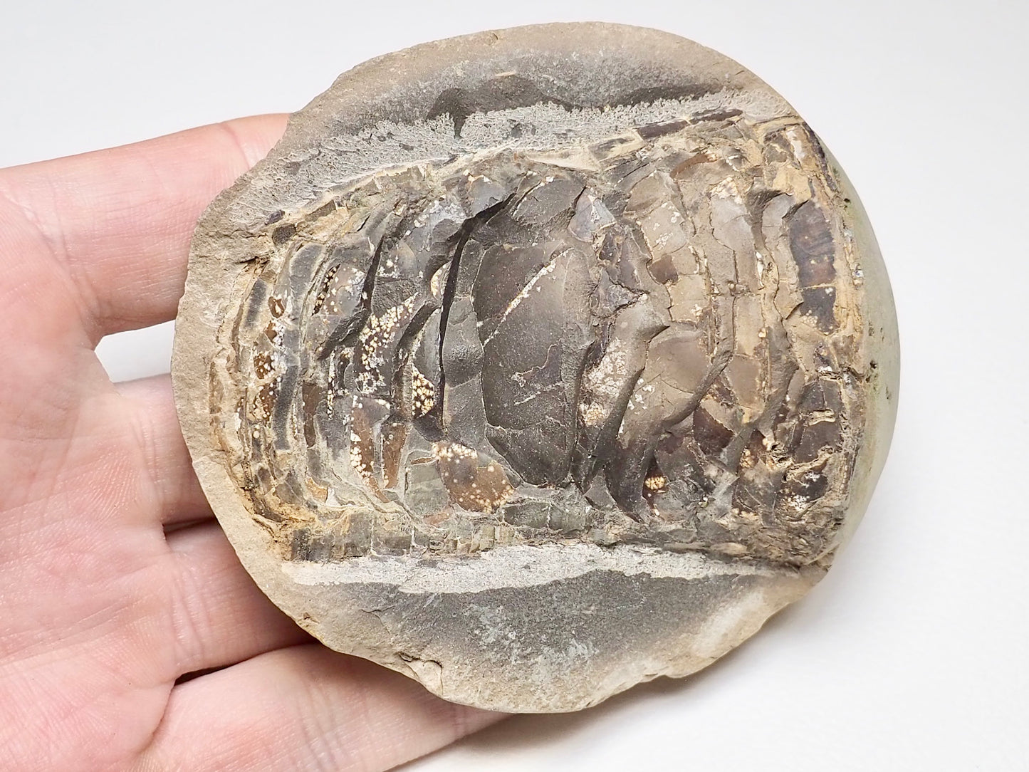Belemnite Phragmocone - Pick N Mix