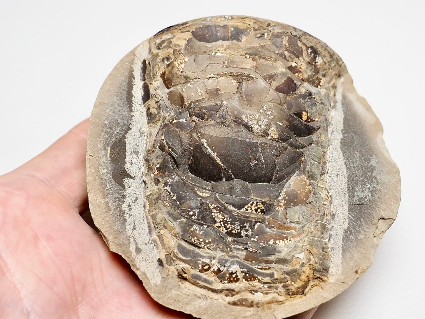 Belemnite Phragmocone - Pick N Mix