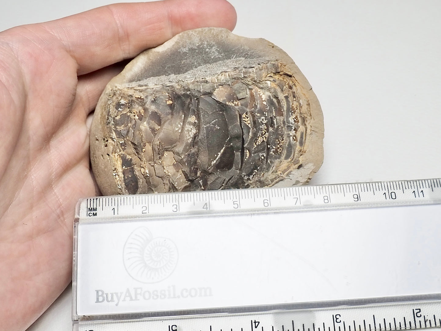 Belemnite Phragmocone - Pick N Mix