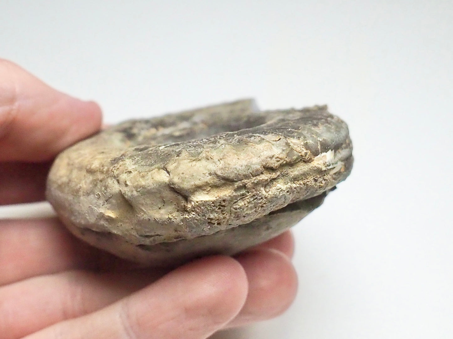 Hildoceras Ammonite