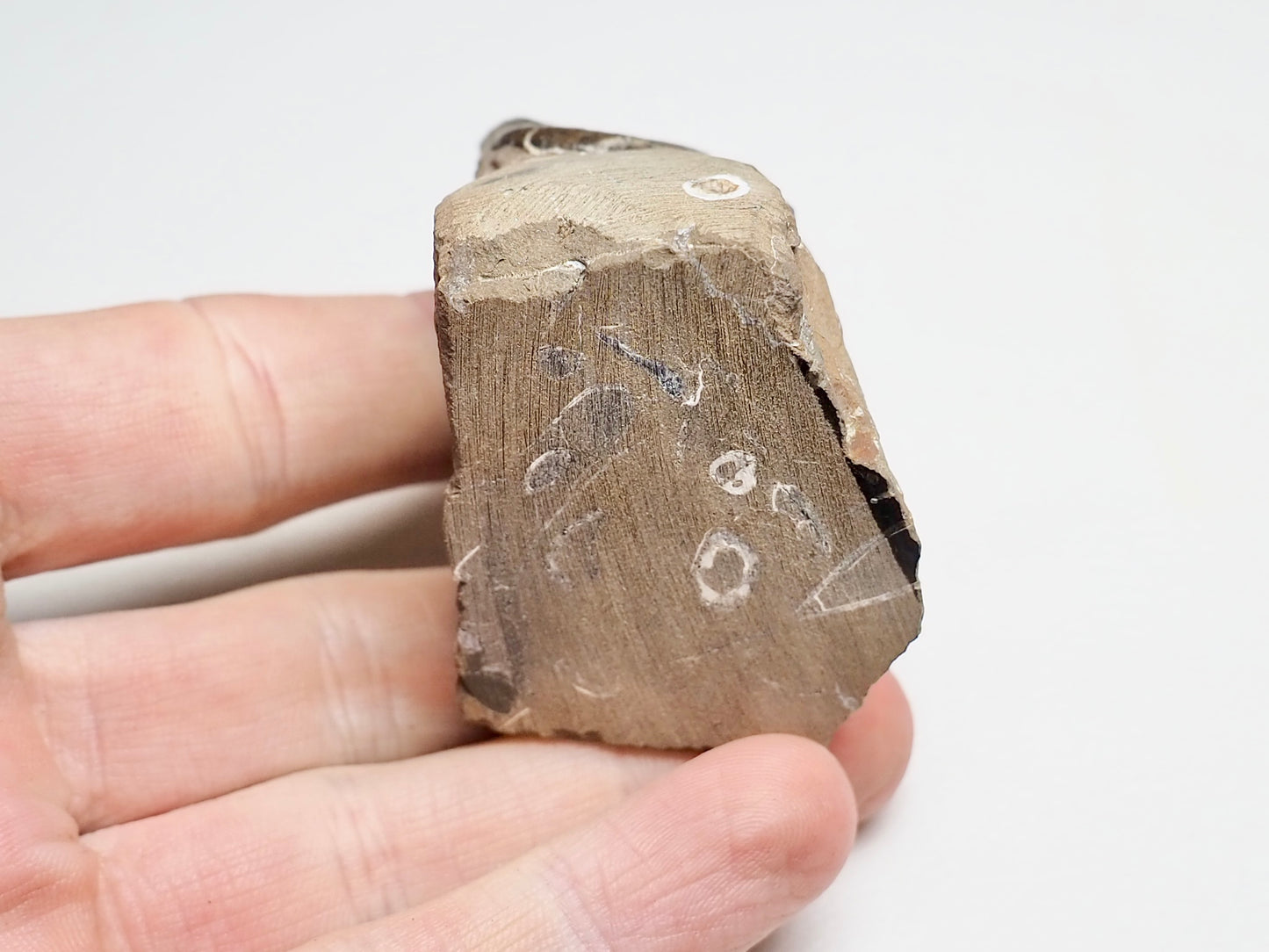 Amauroceras Ammonite