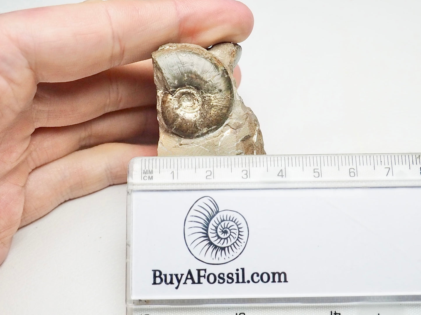Amauroceras Ammonite