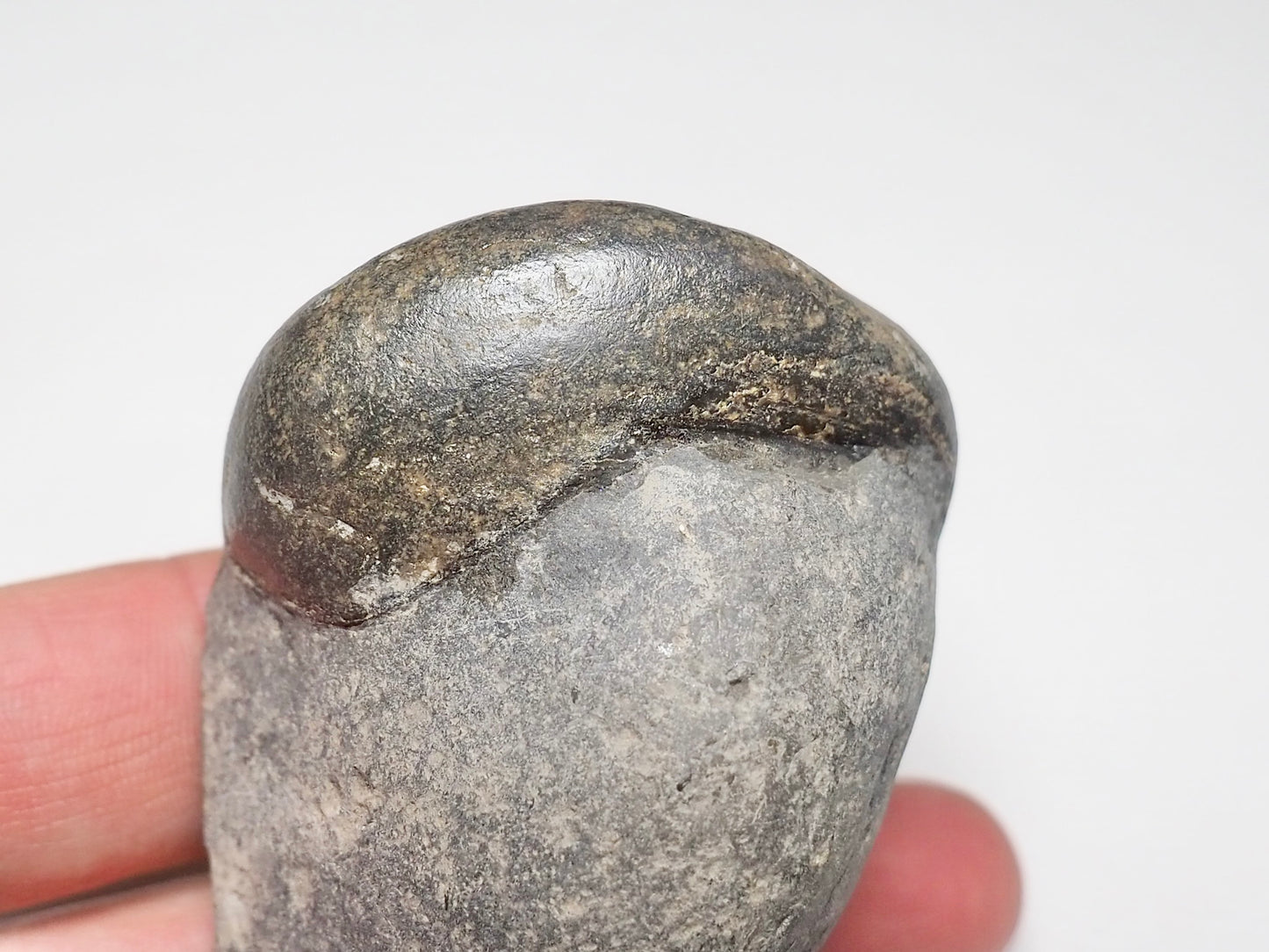 Bivalve Shell On Matrix - Pick N Mix