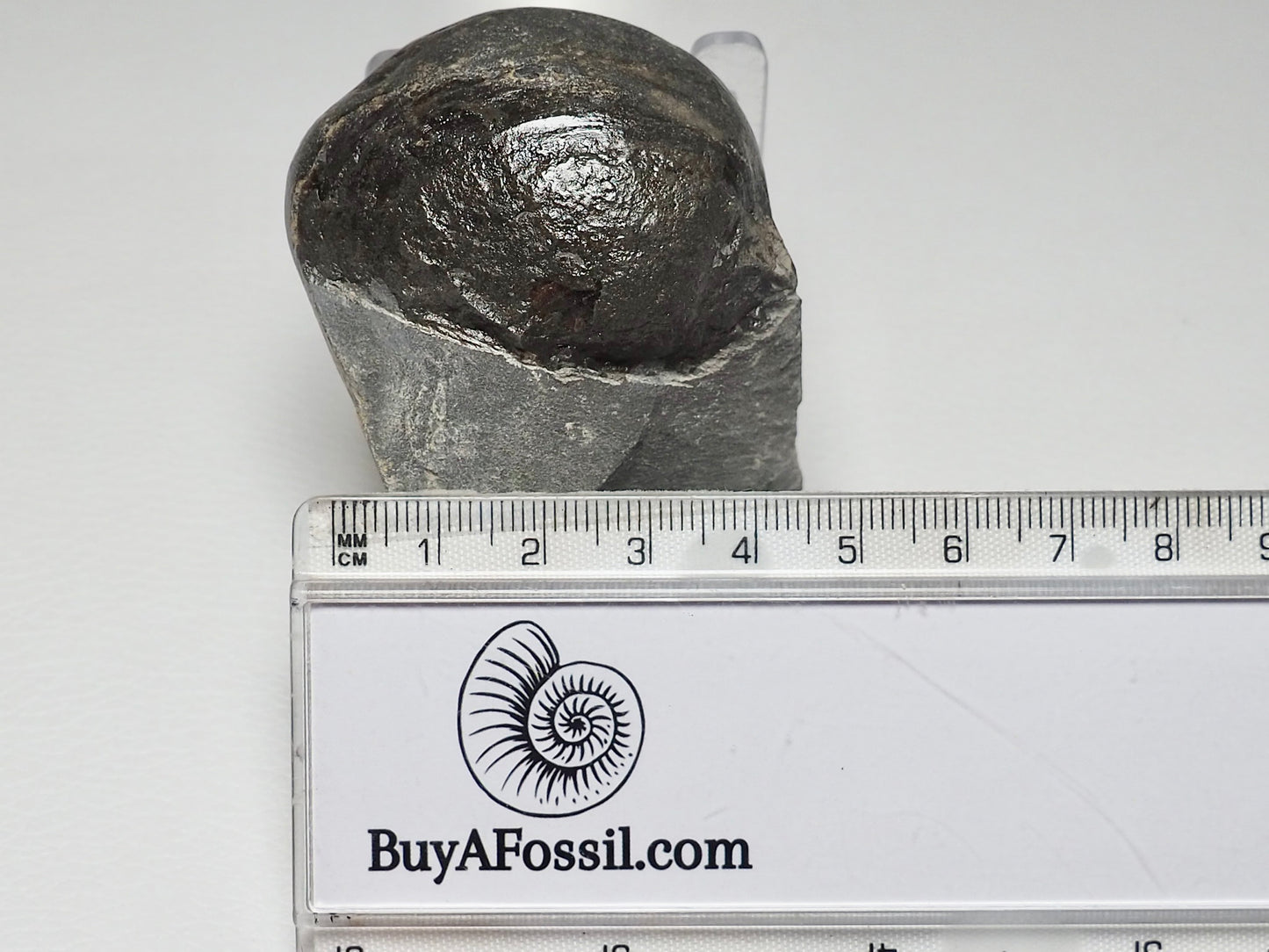 Bivalve Shell On Matrix - Pick N Mix