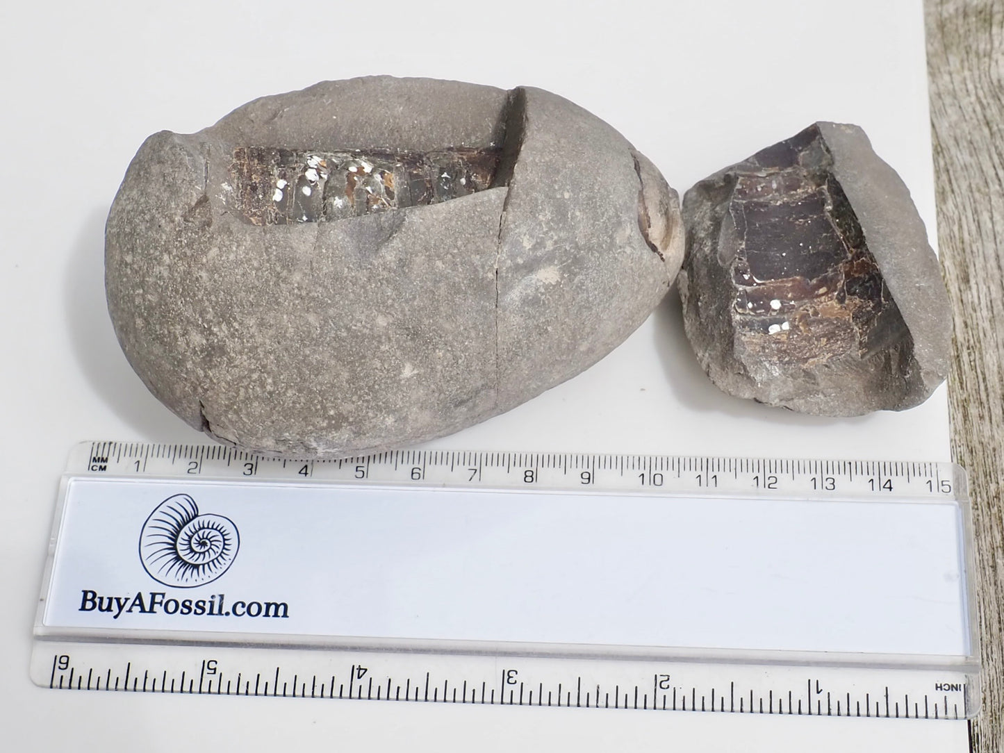 Unprepped Belemnite Phragmocone Fossil Whitby Yorkshire Coast