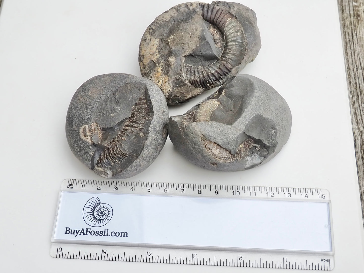 Whitby Ammonite Nodules – Unprepared Jurassic Fossils – Yorkshire Coast