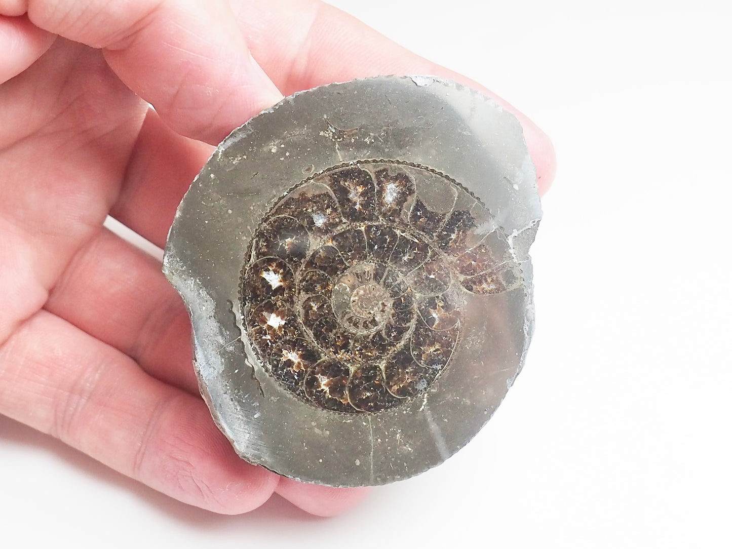 Cut and Polished Ammonite - Pick N Mix