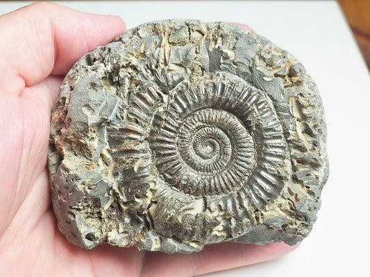 Ammonite - Pick N Mix