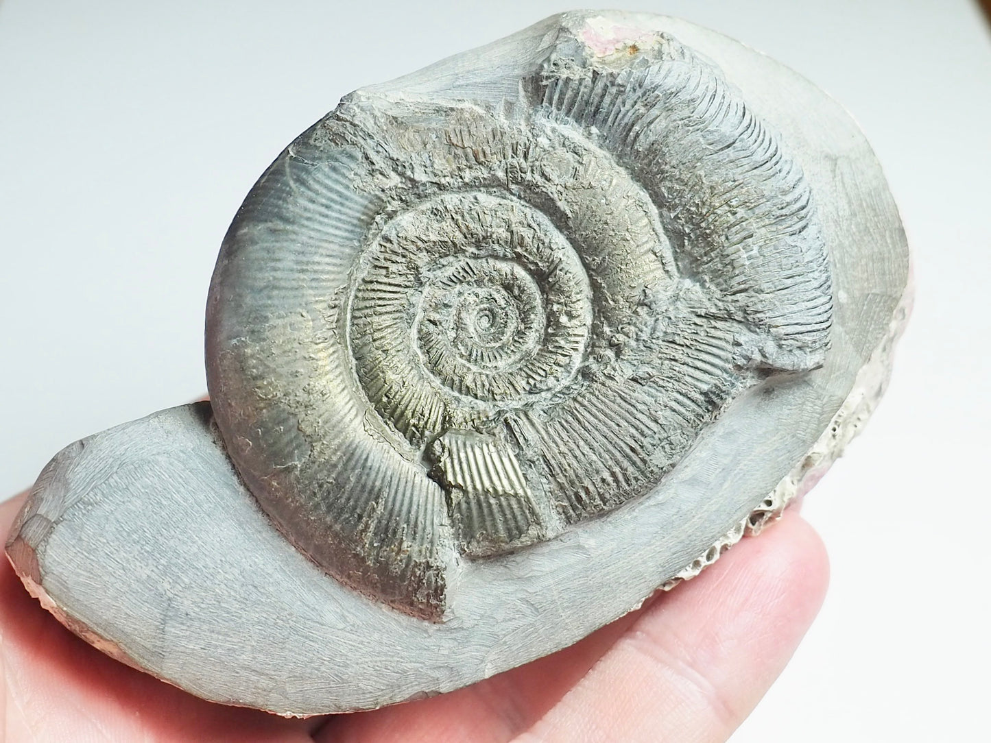 Ammonites - Pick N Mix