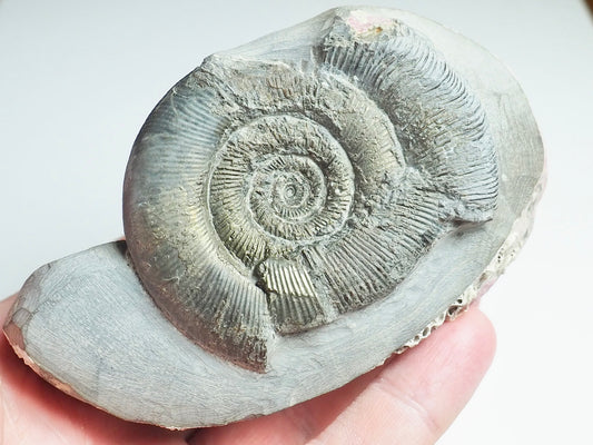 Ammonites - Pick N Mix