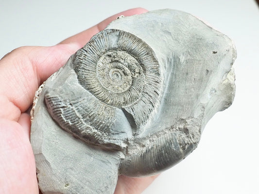 Ammonites - Pick N Mix