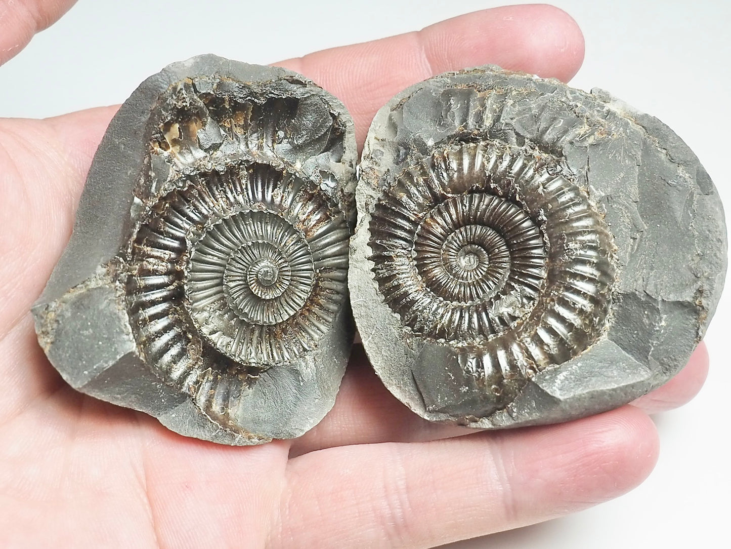 Ammonite POS/NEG - Pick N Mix