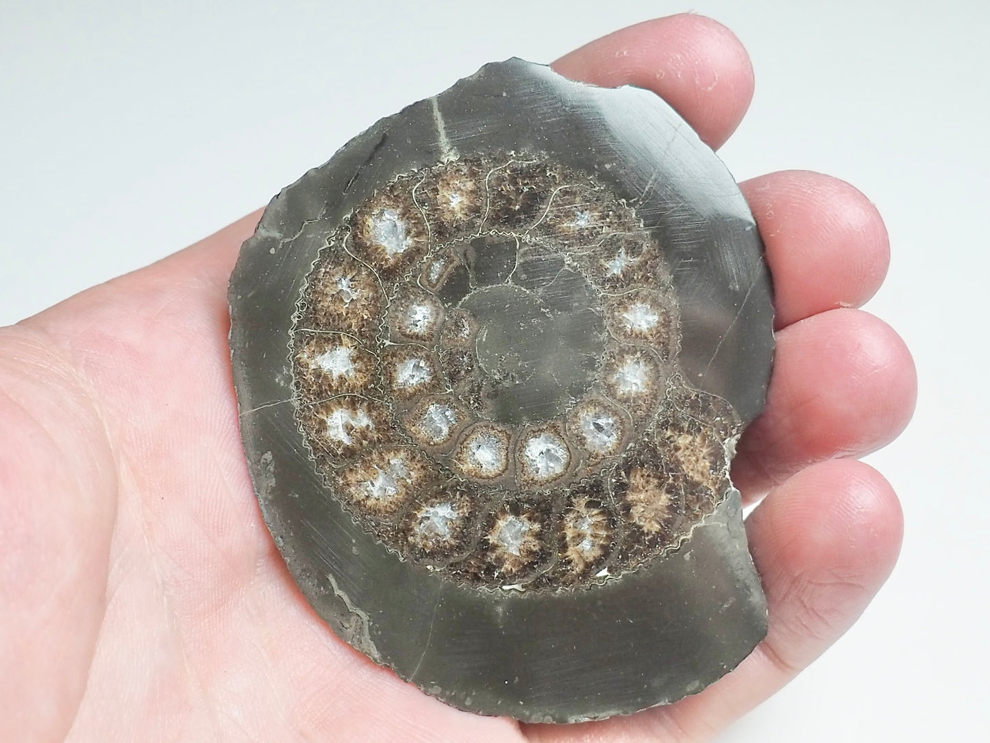 Cut and Polished Ammonite - Pick N Mix