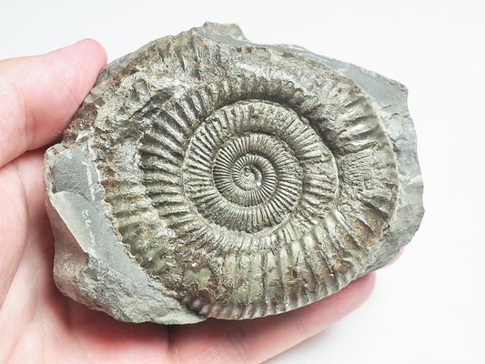 Ammonite - Pick N Mix