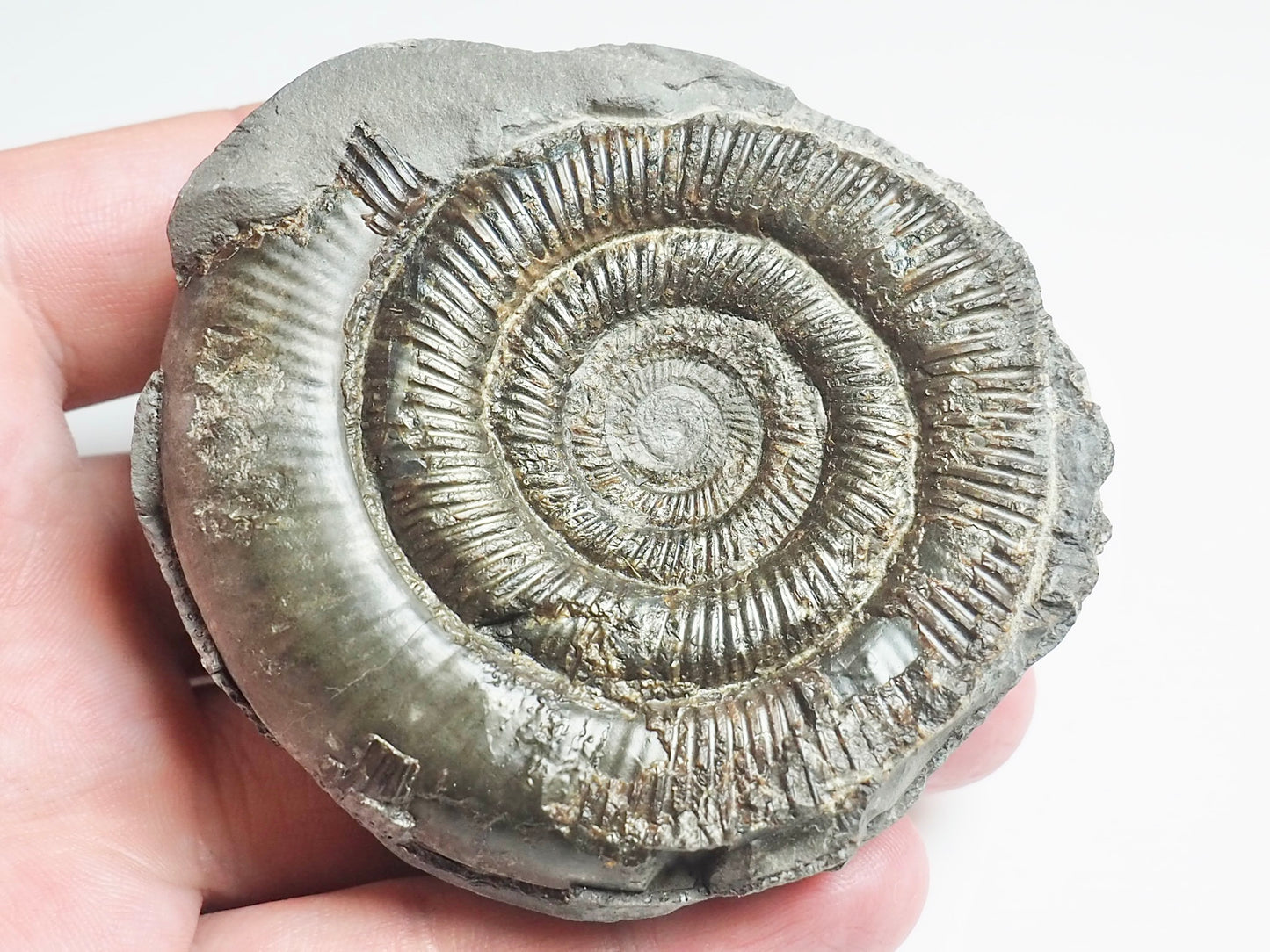 Ammonite - Pick N Mix