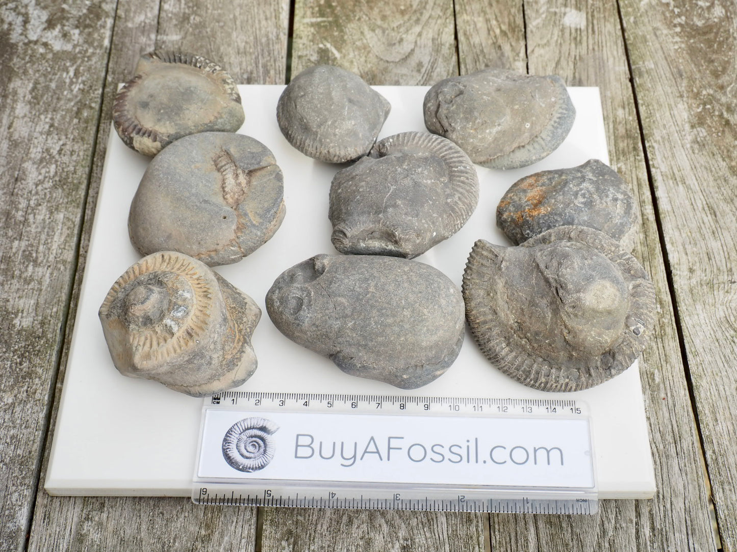Prep Your Own Unprepped Incomplete Ammonite Fossils – Yorkshire Coast – Fossil Prep Practice – Beginner Pack