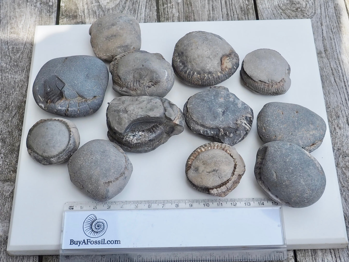 12x Small Ammonite Nodules – Yorkshire Coast Fossils | Crack Your Own | Prep Practice Kit