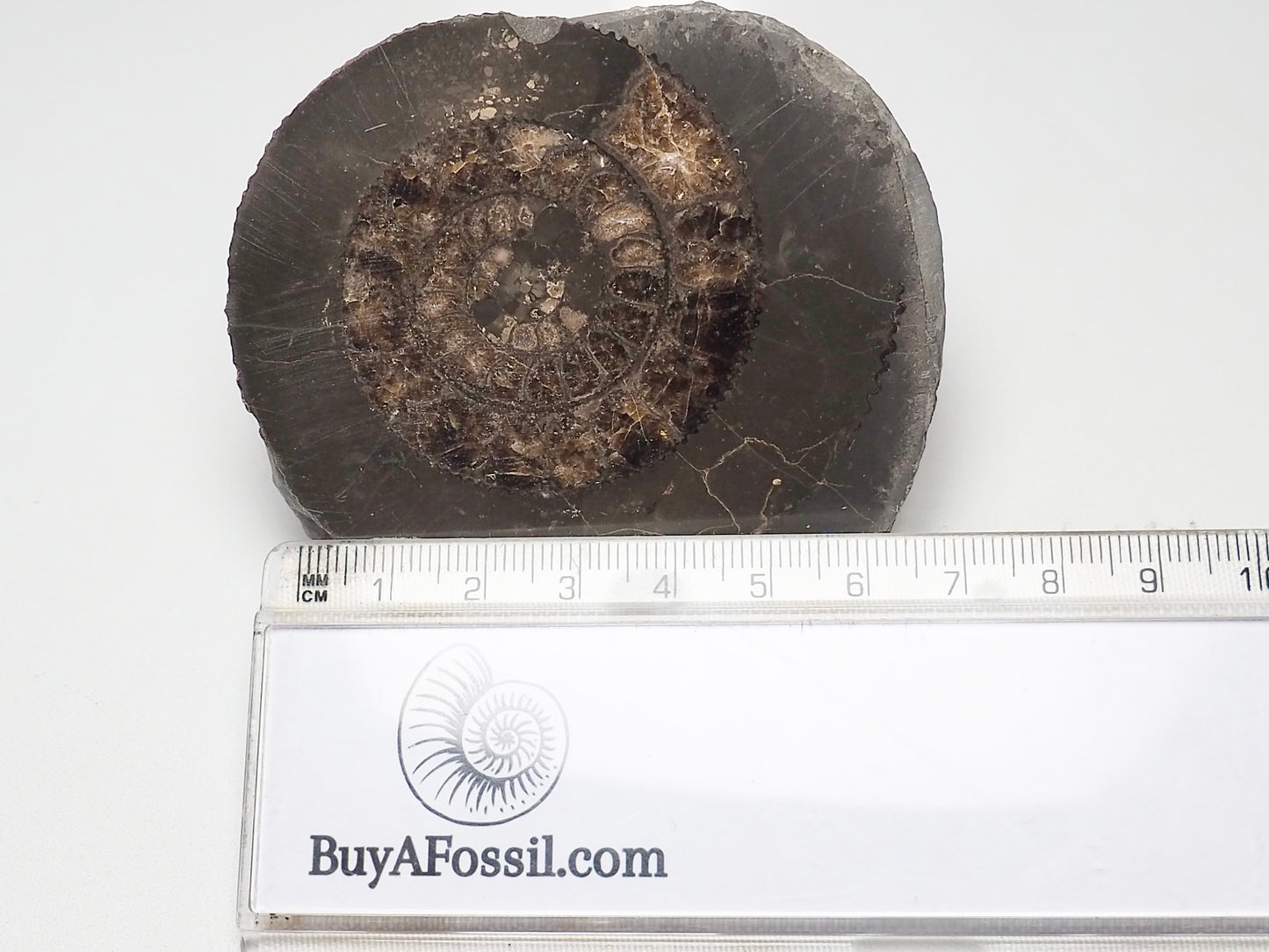 Ammonite - Pick N Mix