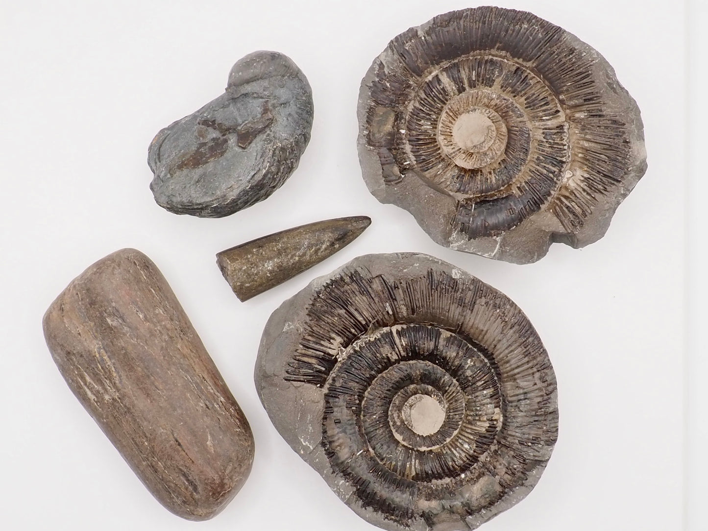 Yorkshire Coast Fossil Bundle | 4 Fossils