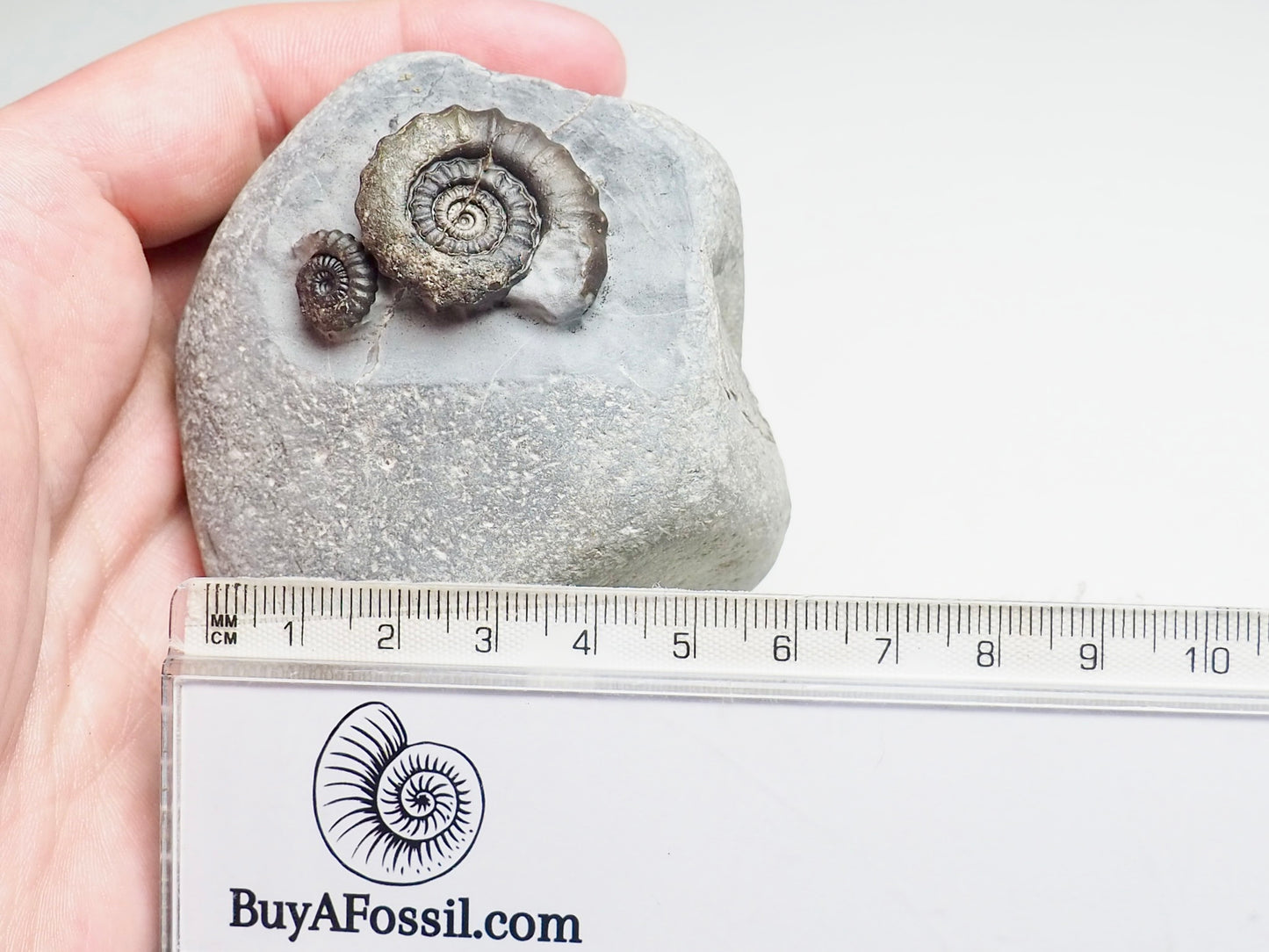 Gagaticeras Gagateum